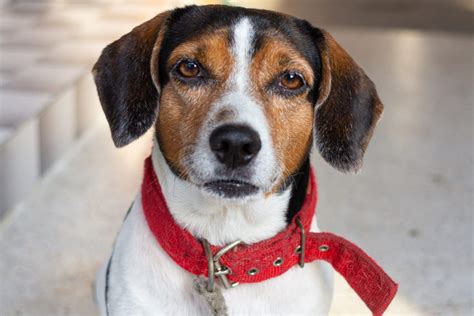 Beagle Poodle Mix: Both Loveable Breeds In One Package!