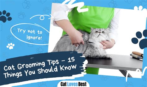 Cat Grooming Tips - 15 Things You Should Know