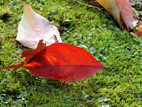 Free Images : tree, nature, grass, lawn, sunlight, flower, petal, green, red, botany, garden ...