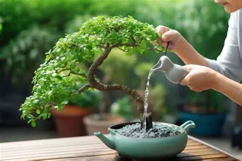 Bonsai Tree Feeding And Watering - Seeded Garden