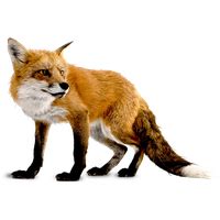 Download Fox Free PNG photo images and clipart | FreePNGimg