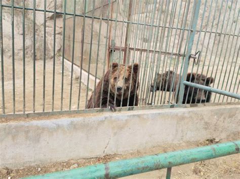 Day Trip to Badaling Wildlife Park: Worth the Drive? | jingkids international | Beijing | June ...