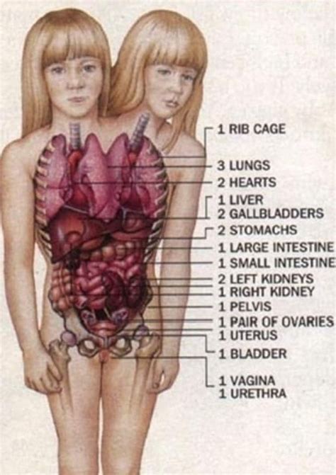 a diagram of the human body with labels for each organ and their ...