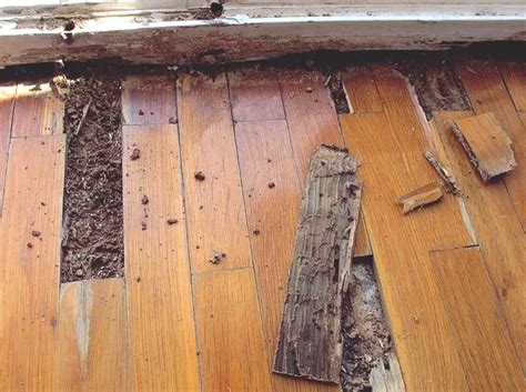 How Can I prevent A Termite Infestation? - Accurate Termite and Pest ...