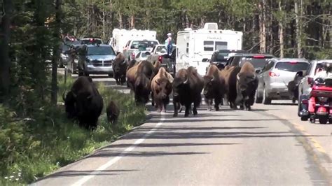 Buffalo Stampede Down the Road in Yellowstone - YouTube