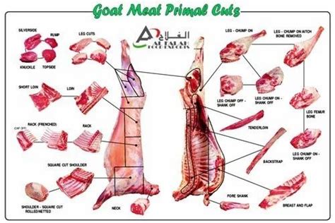 Goat Leg Anatomy - Anatomical Charts & Posters