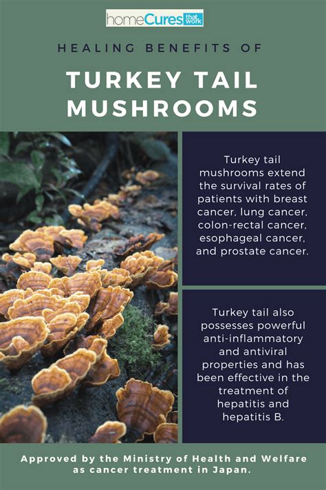 Cancer-Treating Medicinal Mushrooms - Home Cures That Work