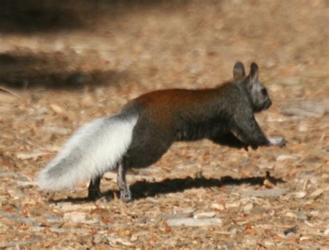 Kaibab Squirrel (Mammals of the Kaibab National Forest) · iNaturalist