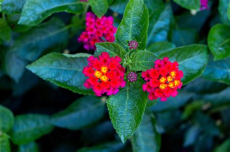 Lantana Flowers Garden - Free photo on Pixabay - Pixabay