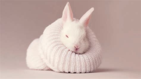 White rabbit 4K Wallpaper, Newborn, Baby bunny, Sock, Cute bunny, Animals, #444