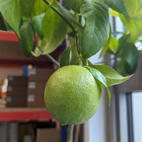Sustainable Label Maker Lemon Labels Plants 500 Trees