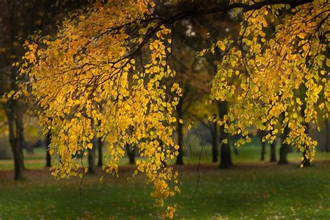 How to Grow and Care for Weeping Birch Trees