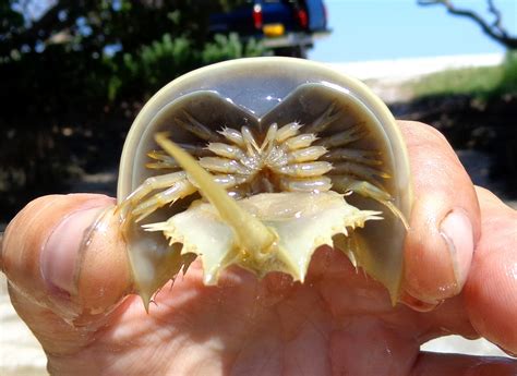 Baby horseshoe crab : r/mildlyinteresting