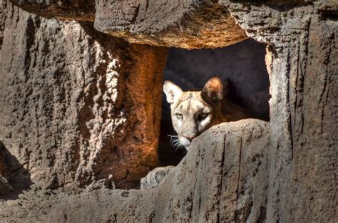 Mountain Lion Den | I love the lighting on this guys den... … | Flickr