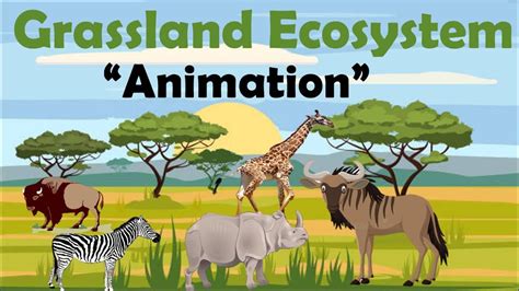 GRASSLAND ECOSYSTEM | Animation | Grassland, Grassland habitat, Ecosystems