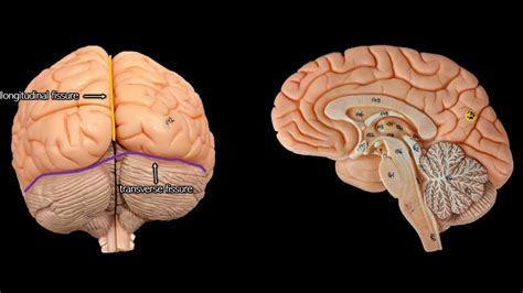 Cerebral Anatomy (with simplified explanations of function) - YouTube