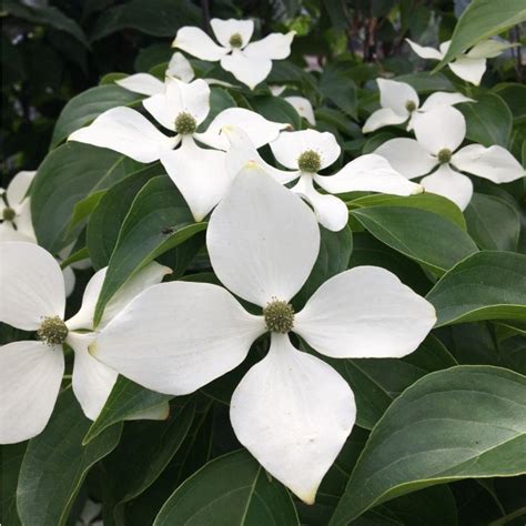 Chinese Flowering Dogwood