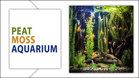 How To Use Peat Moss Aquarium Maintenance – MeekBond