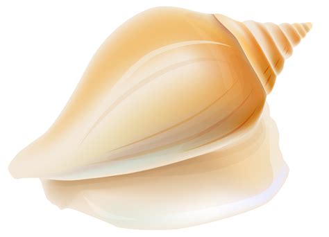 Shankha Seashell Conchology - Transparent Seashell PNG Clipart png download - 1708*1233 - Free ...