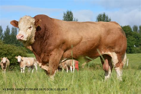 KILBRIDE FARM JETSTREAM 18 (P) FLOWS TO THE TOP OF CLASS FIVE OF THE 2023 BRITISH SIMMENTAL ...