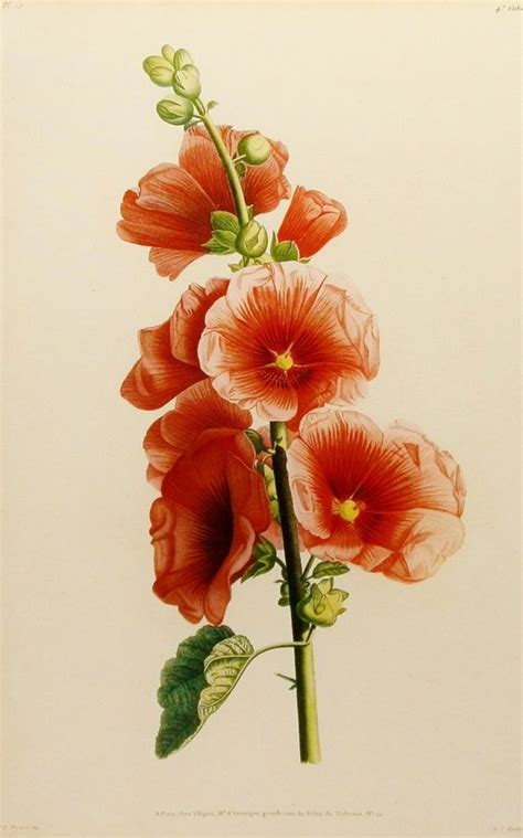 Hollyhock Drawing Easy - Drawing.rjuuc.edu.np