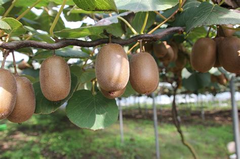 2 Different Delicious Kiwi Plant Varieties and How to Grow Them ...