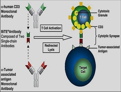 Cytokine Release Syndrome: An Overview on its Features and Management - Journal of Pure and ...