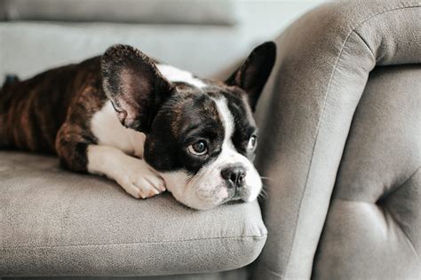 Bored Dogs: Signs Your Dog Is Bored and How to Help | Doggy Boredom