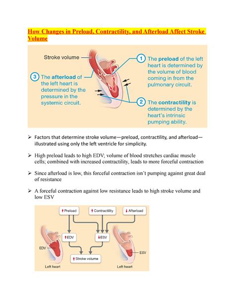 Chapter 17 the heart (afterload affect stroke) - How Changes in Preload, Contractility, and ...