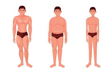 Different physique of person. Muscular mesomorphic athletic body and full endomorphic with ...