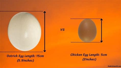 Ostrich Egg Size: Compared With Emu, Chicken & Other Bird