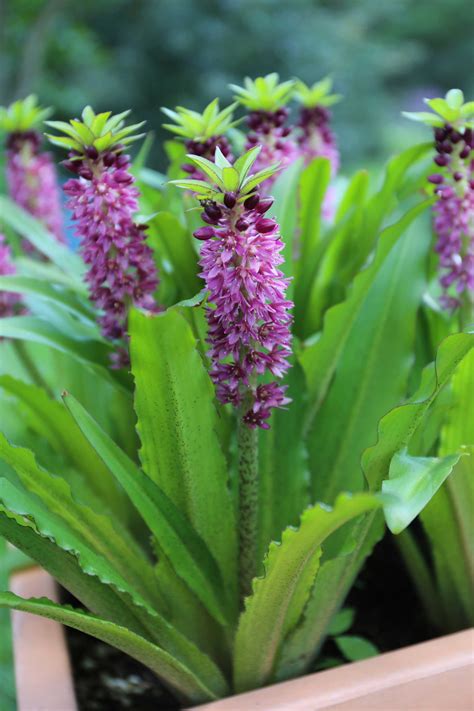 Eucomis: Pineapple Lilies for Your Patio - Longfield Gardens