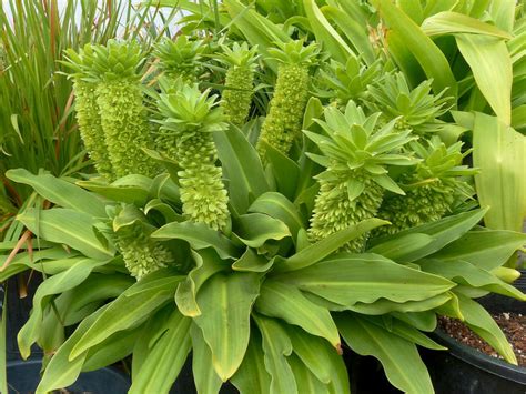 Eucomis autumnalis (Autumn Pineapple Lily) - World of Flowering Plants