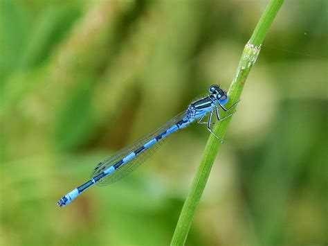 Dragonfly Blue Flying · Free photo on Pixabay