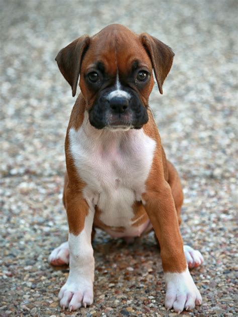 Lizzy the Boxer puppy | Boxer dog puppy, Boxer dogs, Boxer dogs facts