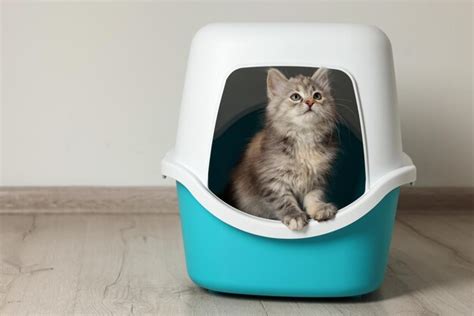 Premium Photo | Cute fluffy kitten in closed litter box at home space for text