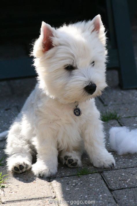 Black Westie Puppies For Sale