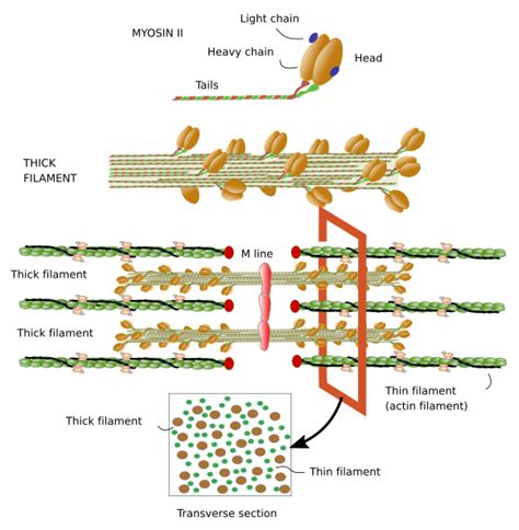 Cell types. Skeletal muscle cell. Atlas of Plant and Animal Histology.