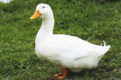 Pekin Duck: America’s Most Popular Dual-Purpose Breed