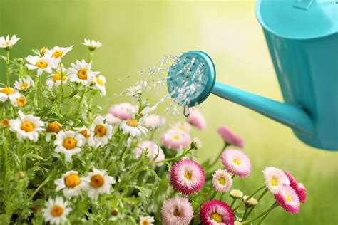 Flowers, Chamomile Common, daisy, watering can - Flowers wallpapers: 5100x3400