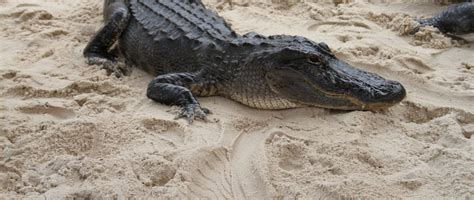 Are Everglades Airboat Tours Safe - Seeing Nature First Hand