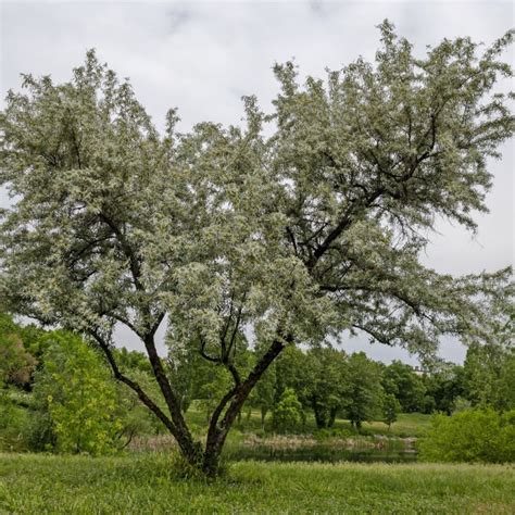 Willow Hybrid For Sale, Hybrid Willow Trees For Sale - Chief River Nursery