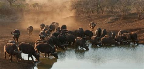 Unusual African buffalo facts and photos - why so feared by hunters?