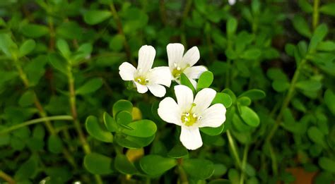 Bulk Bacopa Monnieri Herb for Sale | Monterey Bay Herb Co