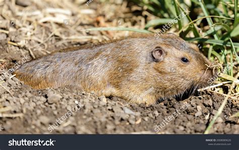 Camouflaged Pocket Gopher Emerging Burrow Eat Stock Photo 2008089620 ...