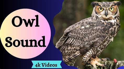 10 Minutes - Best OWL Sounds | Different Types of Owls and Sounds ...