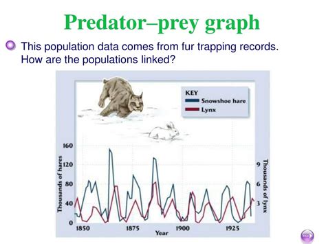 PPT - Predator Prey Relationships PowerPoint Presentation, free ...