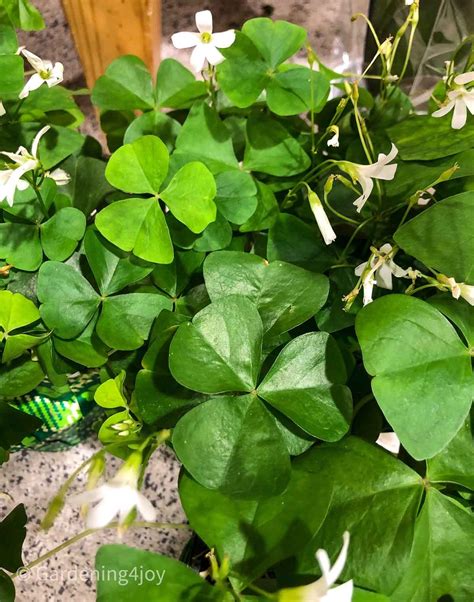 What are traditional "shamrock" plants? - Gardening4Joy