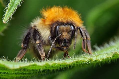 Bumble Bee Nest Removal Manchester - Bumble Bee Control