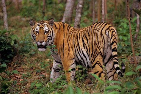 There Are Only 20 Indochinese Tigers Left in Vietnam - Saigoneer